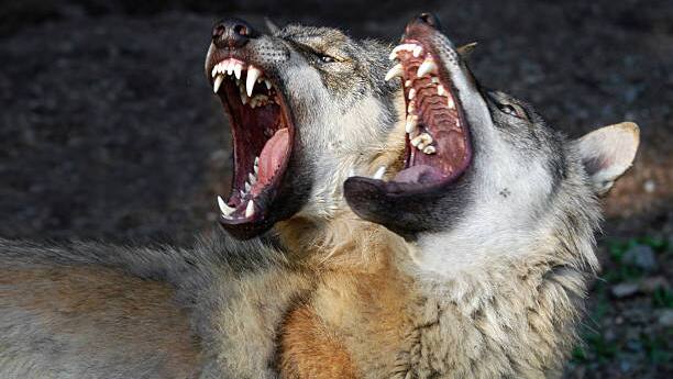 Wolves