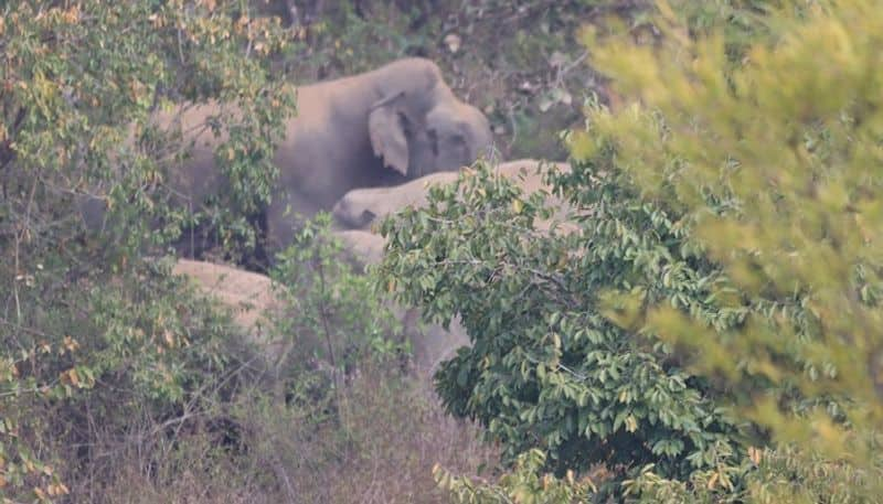 people are Anxious Due to Elephants Enter to Near Chikkamagaluru grg 