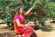 Meet Santosh Devi Khedar a farmer Who Makes Rs 25 Lakh From Pomegranate Cultivation success-story-of-female farmer iwh