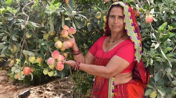 success story of santosh devi khedar  earn 25 lacs  by farming pomegranate zkamn