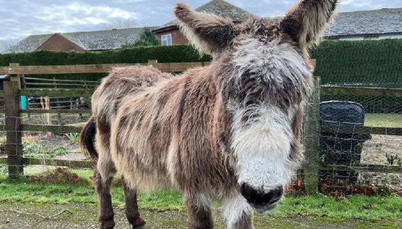 lonely donkeys owner searching for a friend for him for valentines day rlp