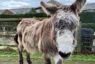 Madhya Pradesh's Unique Ritual: Donkeys treated to gulab jamuns amidst rain dance NTI