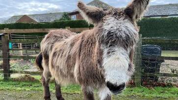 Madhya Pradesh's Unique Ritual: Donkeys treated to gulab jamuns amidst rain dance NTI