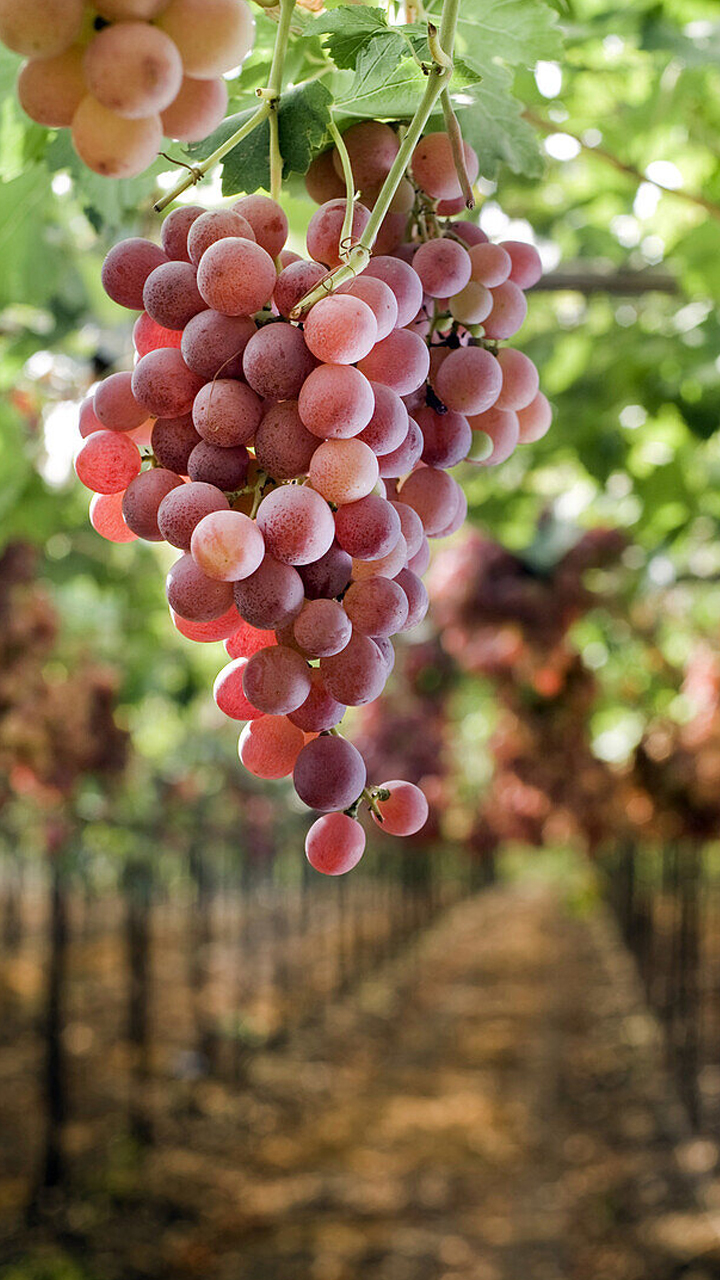 Follow these 5 tips to choose sweet and sour grapes 