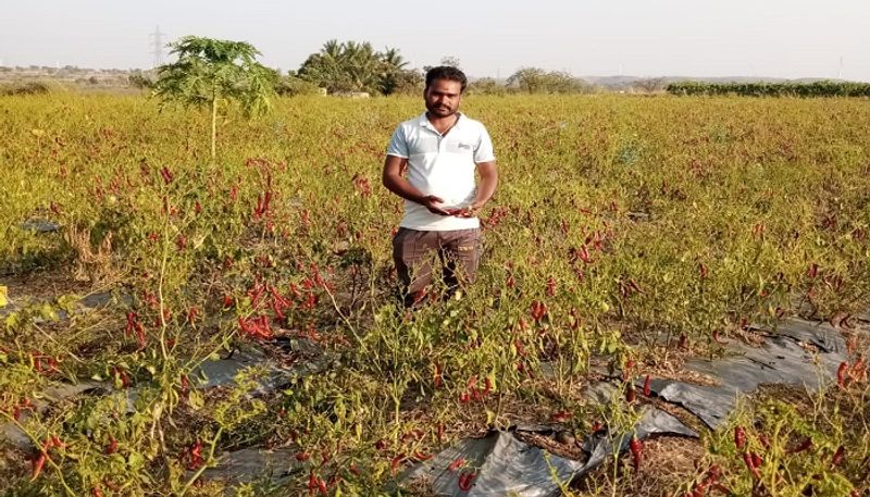 Young Farmer who grew plenty of Byadagi Chilli even in Drought in Vijayapura grg