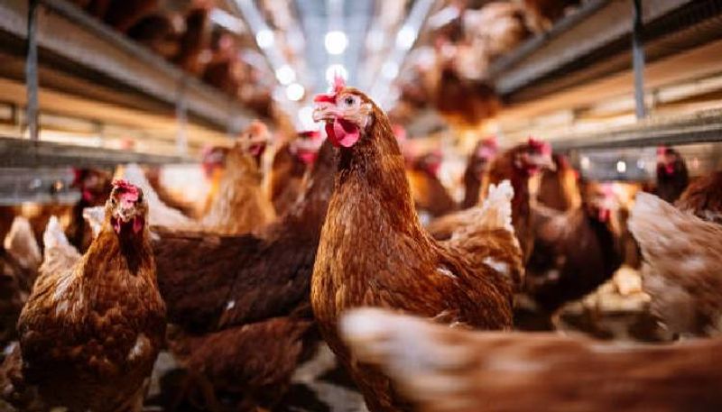 30 thieves steals 133 ton chicken in cuba rlp