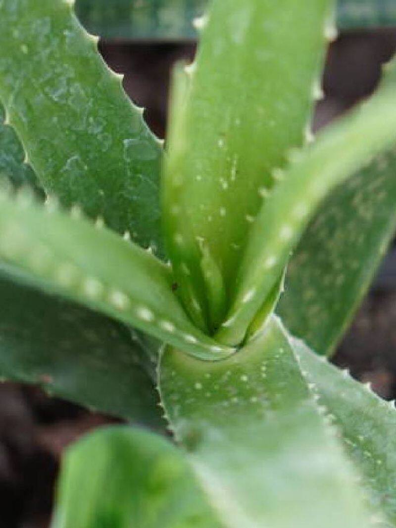 grow and take care of aloe plants in home rlp