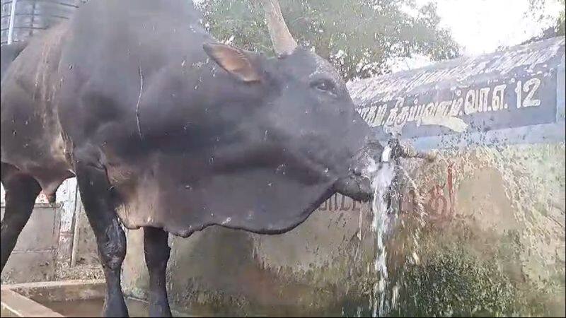 jallikattu bull drink a water through the pipe for protecting summer heat in sivagangai district vel