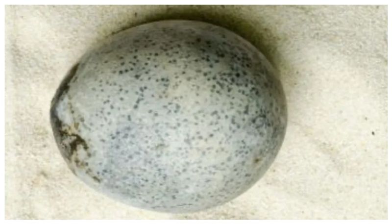 1700 year old eggs discovered in Britain bkg