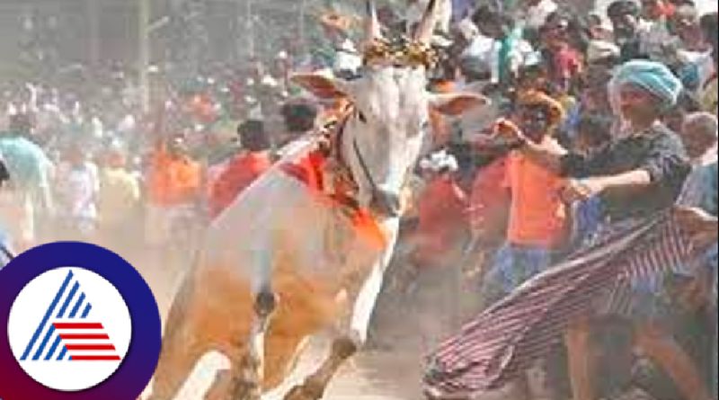 Collage studen Died after bull hits during bull racing at shivamogga rav