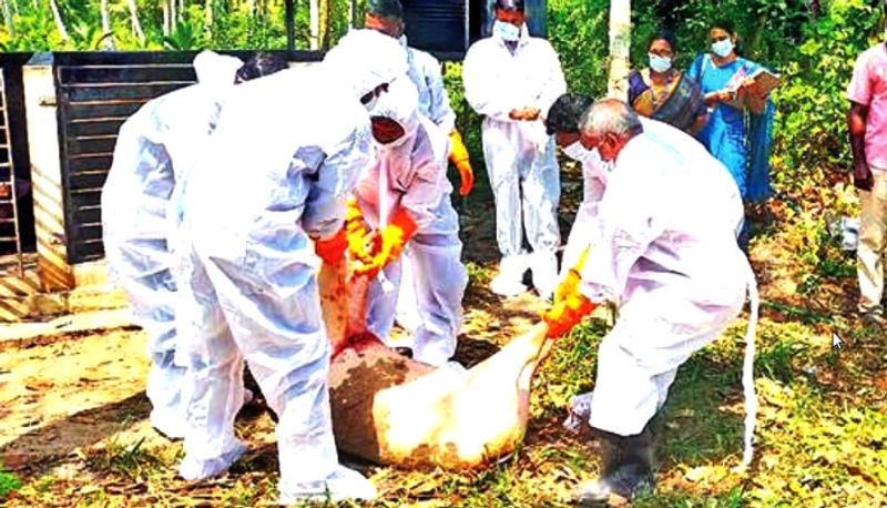 Kerala: 18 pigs culled after African swine fever hits Alappuzha village rkn