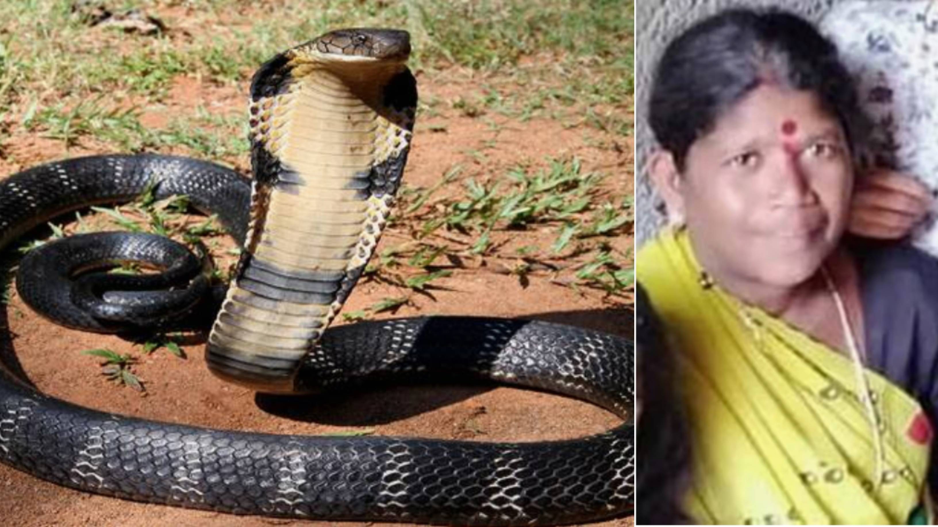 Snake Bite Snake Bite