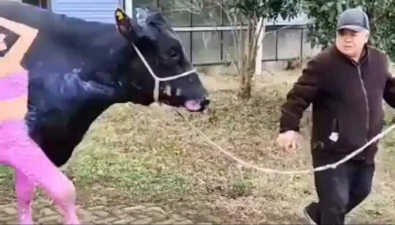 valentines day special video in which a cow painted like a man walking behind a woman