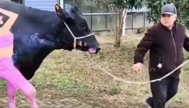 valentines day special video in which a cow painted like a man walking behind a woman