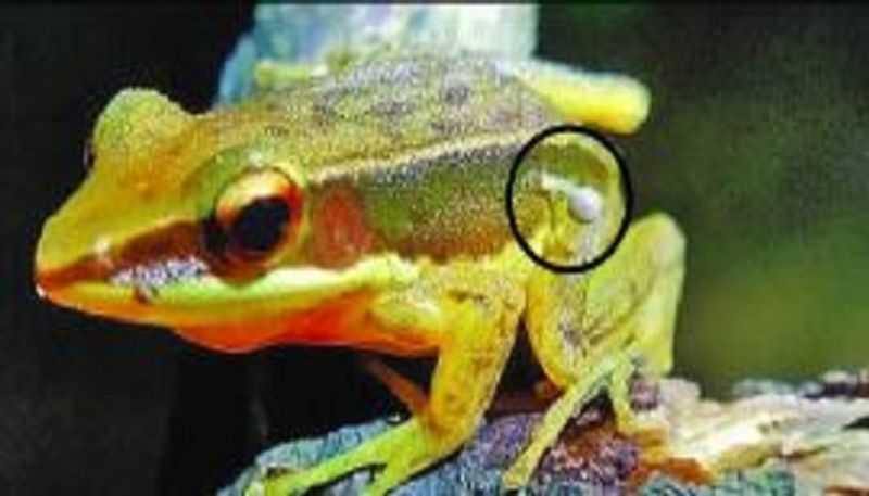 Mushroom on Frog Found in Karkala Lake in Udupi grg 