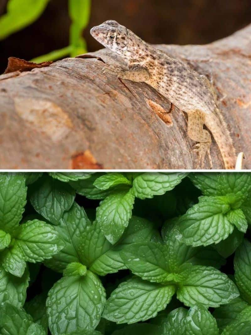 Mint to Lavender 6 plants to keep lizards out of your home gcw eai