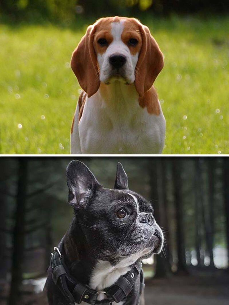 Beagle to Boxer-7 most naughtiest dog breeds RBA