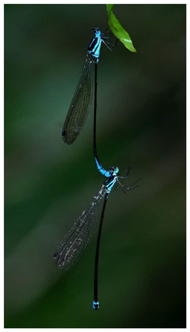 Phylloneura rupestris a new species of dragonfly has been found in Ponmudi bkg