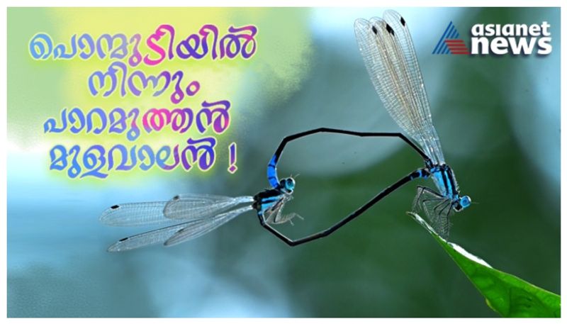 Phylloneura rupestris a new species of dragonfly has been found in Ponmudi bkg