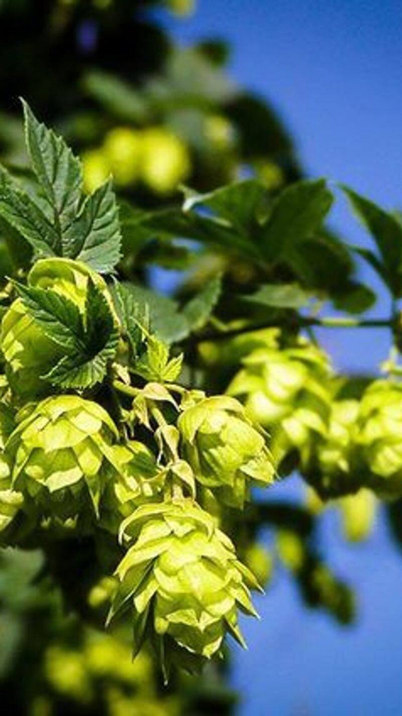 most expensive vegetable Hop shoots price in india beer hop shoots benefits in hindi kxa 