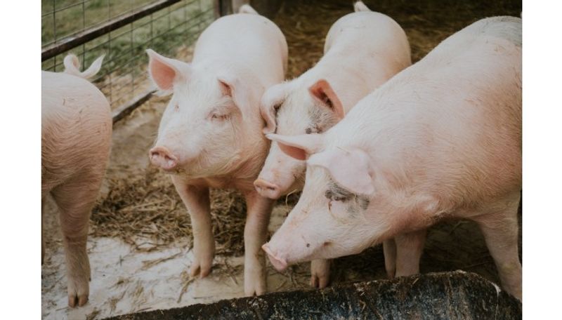 Kerala: African swine fever confirmed in Thrissur farm; Over 300 pigs to be culled anr