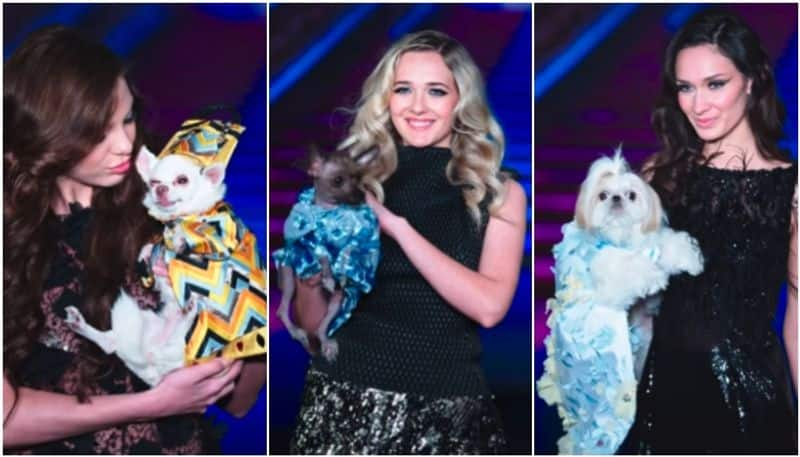 dog fashion show video gets huge attention in social media