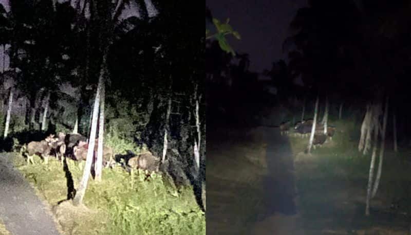 Kerala: Bison herd spotted near residential areas of Wayanad rkn