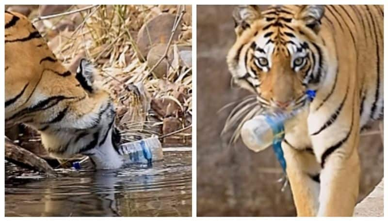 Viral video of tiger picking up plastic bottle from waterhole angers internet lns