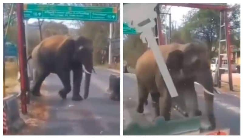 video of the bus driver greeting wild elephant goes viral bkg