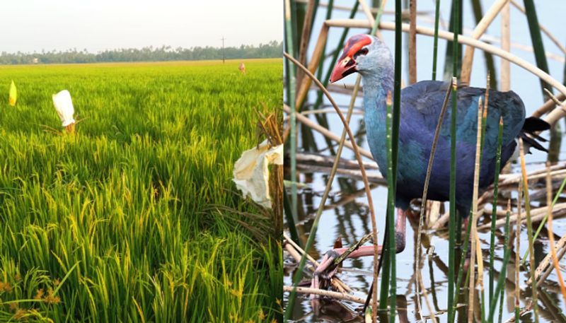 Neela kozhi alias Grey Headed Swamphen destroying crops rice farmers in great sorrow etj