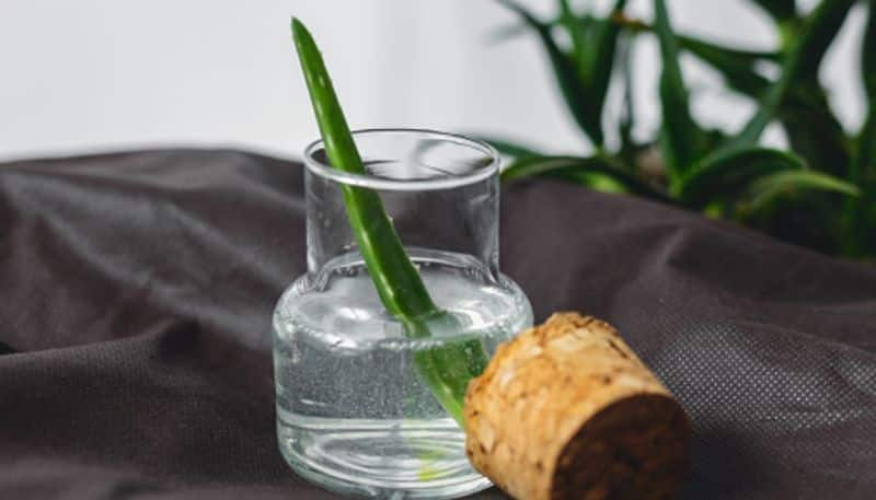 Can aloe vera be used as an anti-biotics? rkn eai