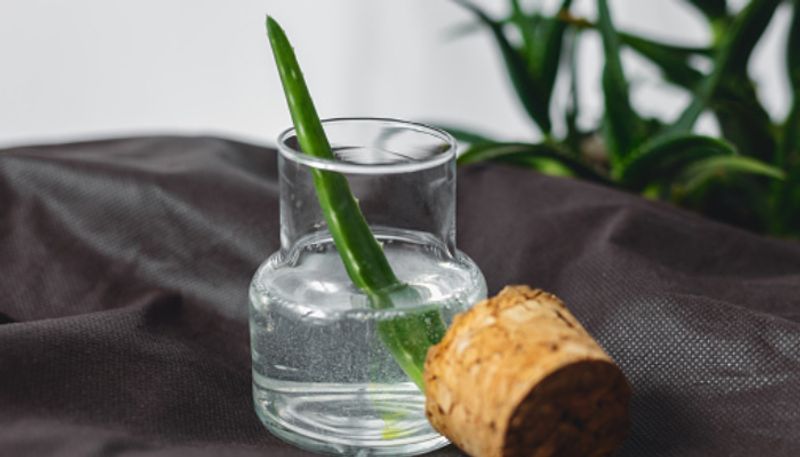 Can aloe vera be used as an antibiotics?