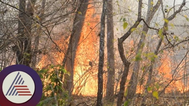 2000 km fire line in Nagarhole sanctuary to prevent forest fire kodagu rav