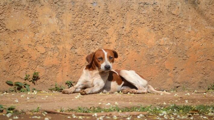 The story of this dog woman is like Tarzan and Mowgli, Raised by dogs, made like a dog In Ukrain - bsb