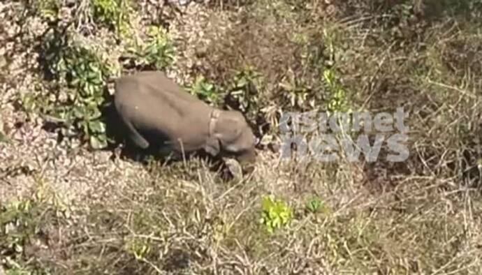 Wayanad Elephant