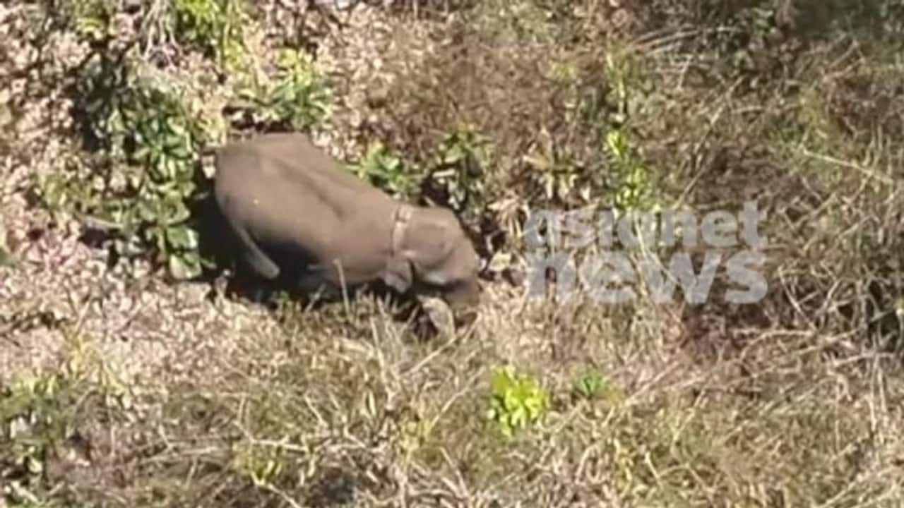 Wayanad Elephant