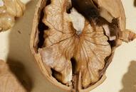 How to use walnut shells to promote hair growth walnut-peel-to-get-black-hair iwh