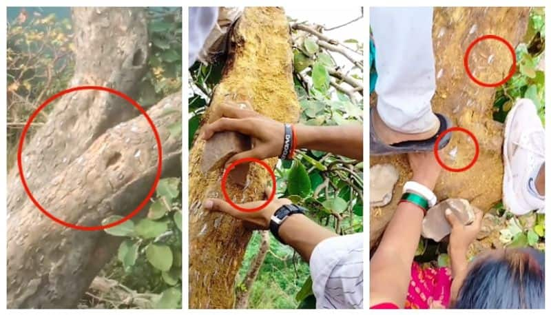 Video of money-bearing tree in Bihar goes viral bkg