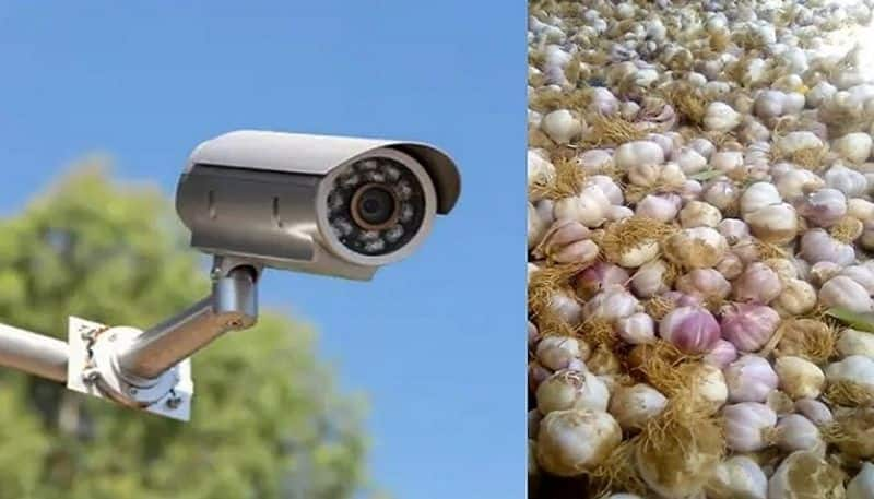 Garlic is priced at Rs 500 per kg. Cctv cameras in the fields of farmers..ISR