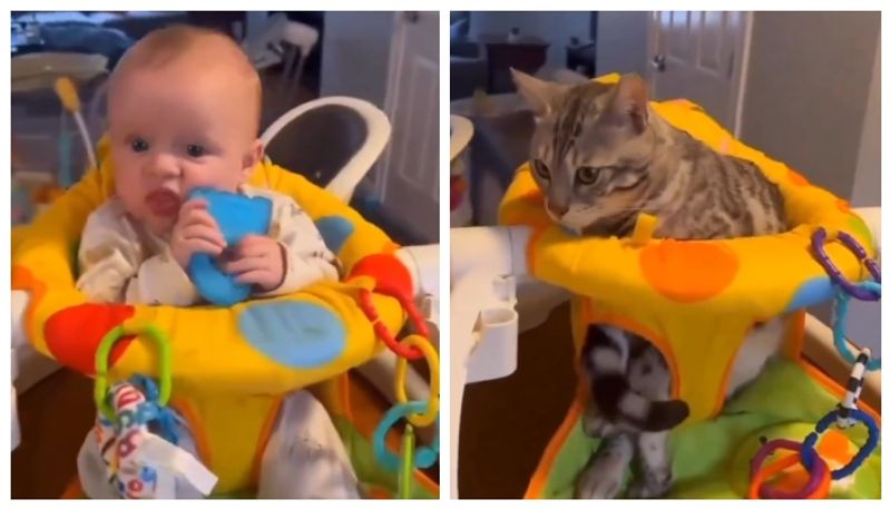 video of a cat imitating a baby girl has gone viral bkg