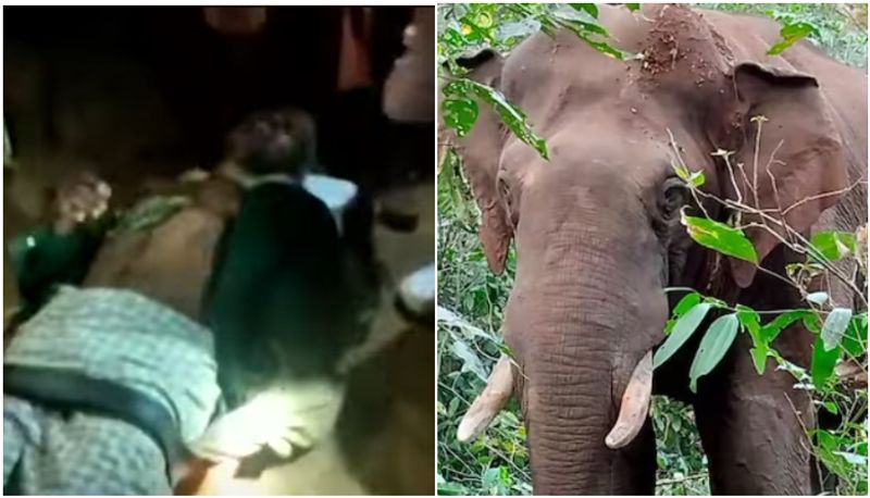 kerala maoist says about kannur forest elephant attack joy