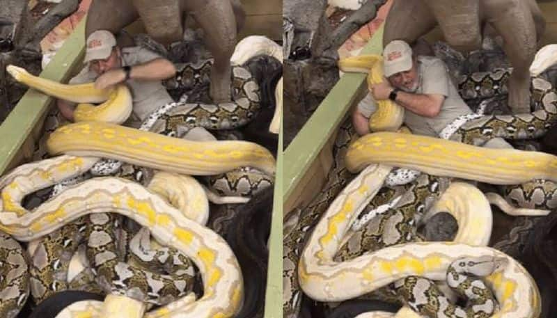 man sitting with pythons in box video rlp