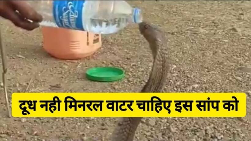 बड़ा हाइजीनिक सांप है यह तो! दूध नहीं मिनरल वाटर पीता  है