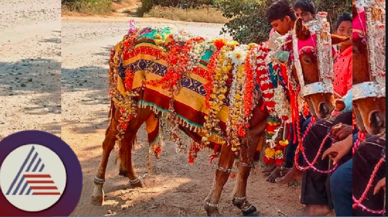 These tribes worship the horse Kampalarangaswamy tribe celebration rav