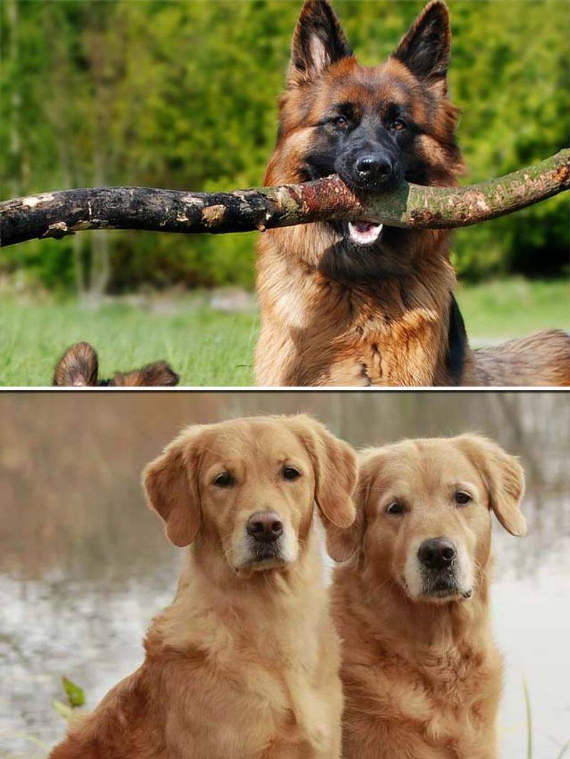 Golden Retriever to German Shepherd-7 most loved dog breeds in India RBA