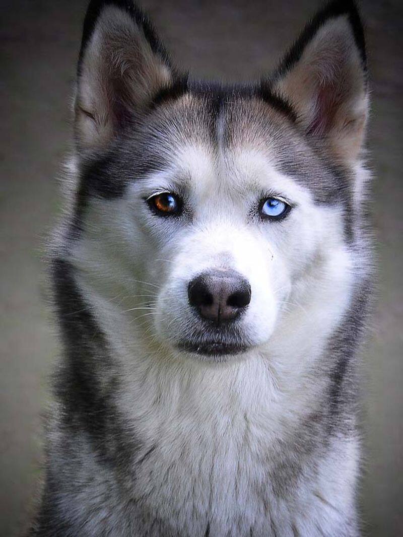 Husky found in drone search, he playing with wild bears