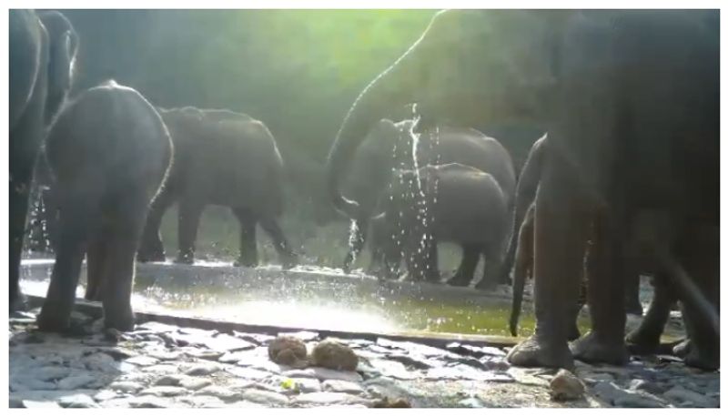 video of a herd of elephants coming to drink water in a pond in the forest has gone viral bkg