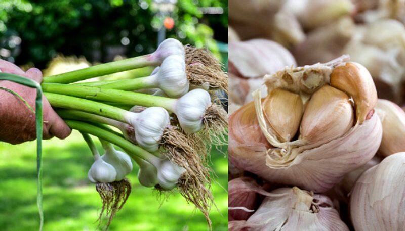 The price of garlic has decreased in Chennai Koyambedu market KAK