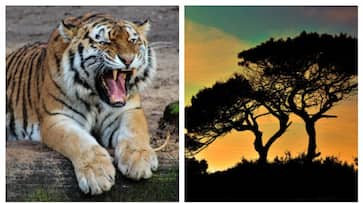 Bandhavgarh to Kanha: 7 national parks you must visit when in Madhya Pradesh ATG