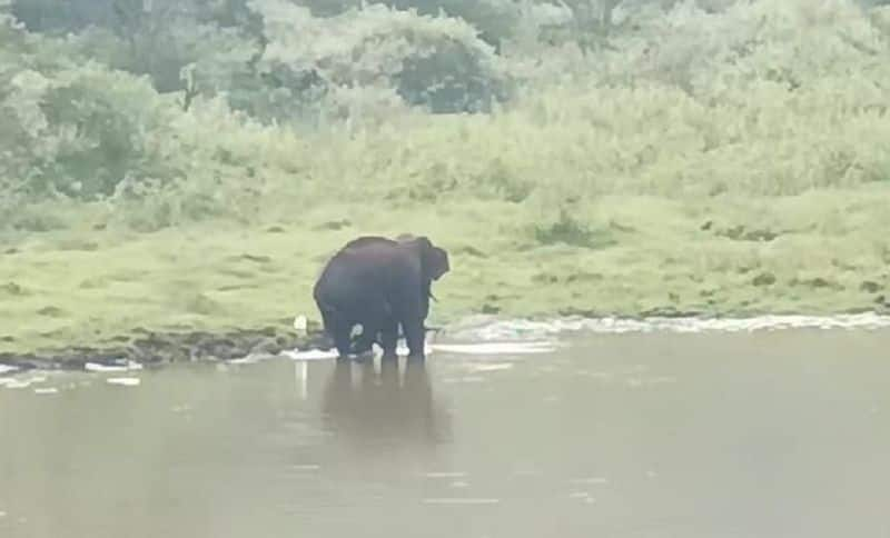 water problem has also affected wild animals In Kodagu district gvd